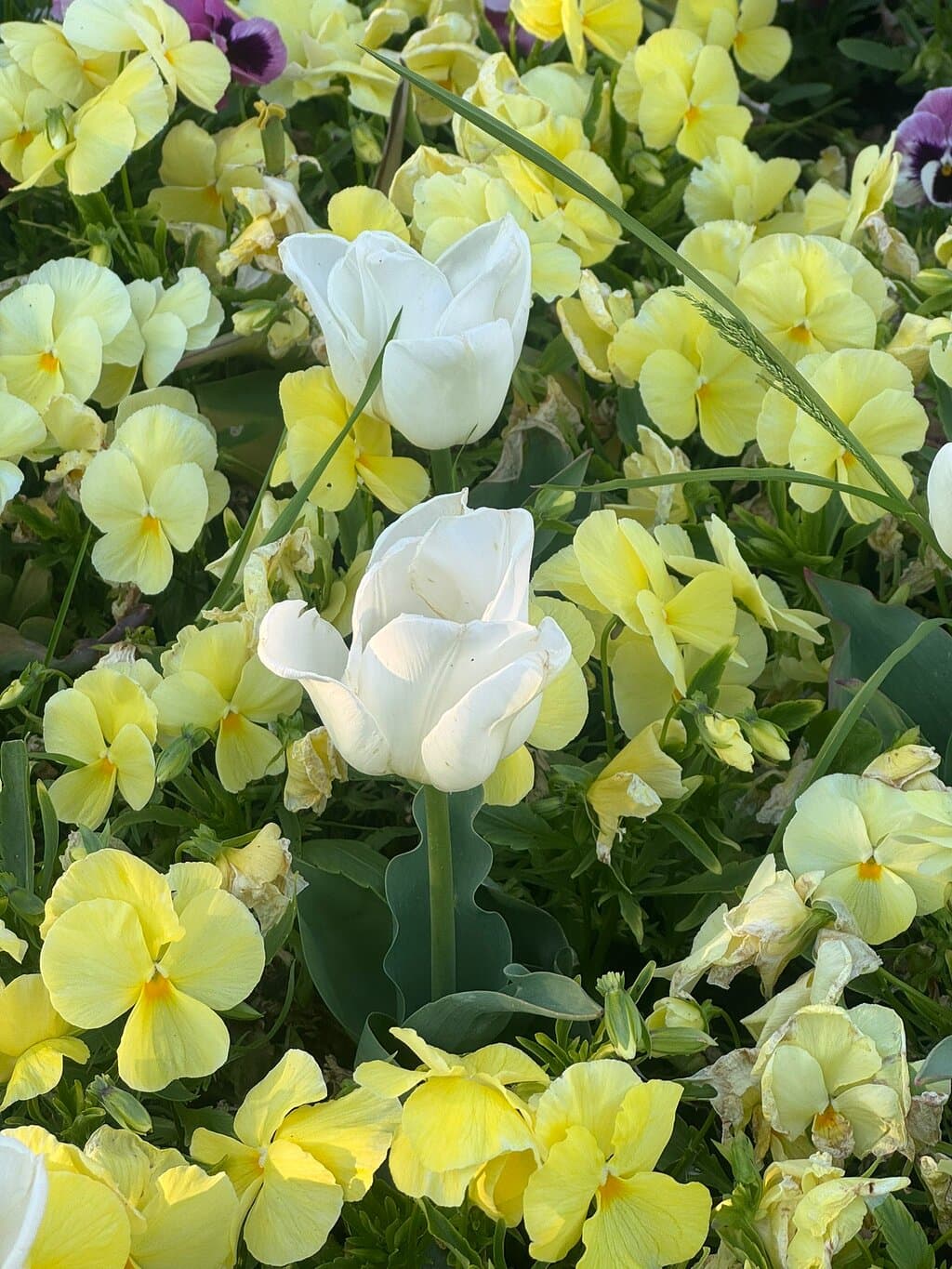 Mirabell Gardens